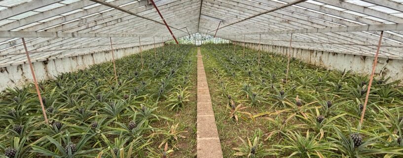 [Guia] Codes Campos de Batalha de Frutas 2026